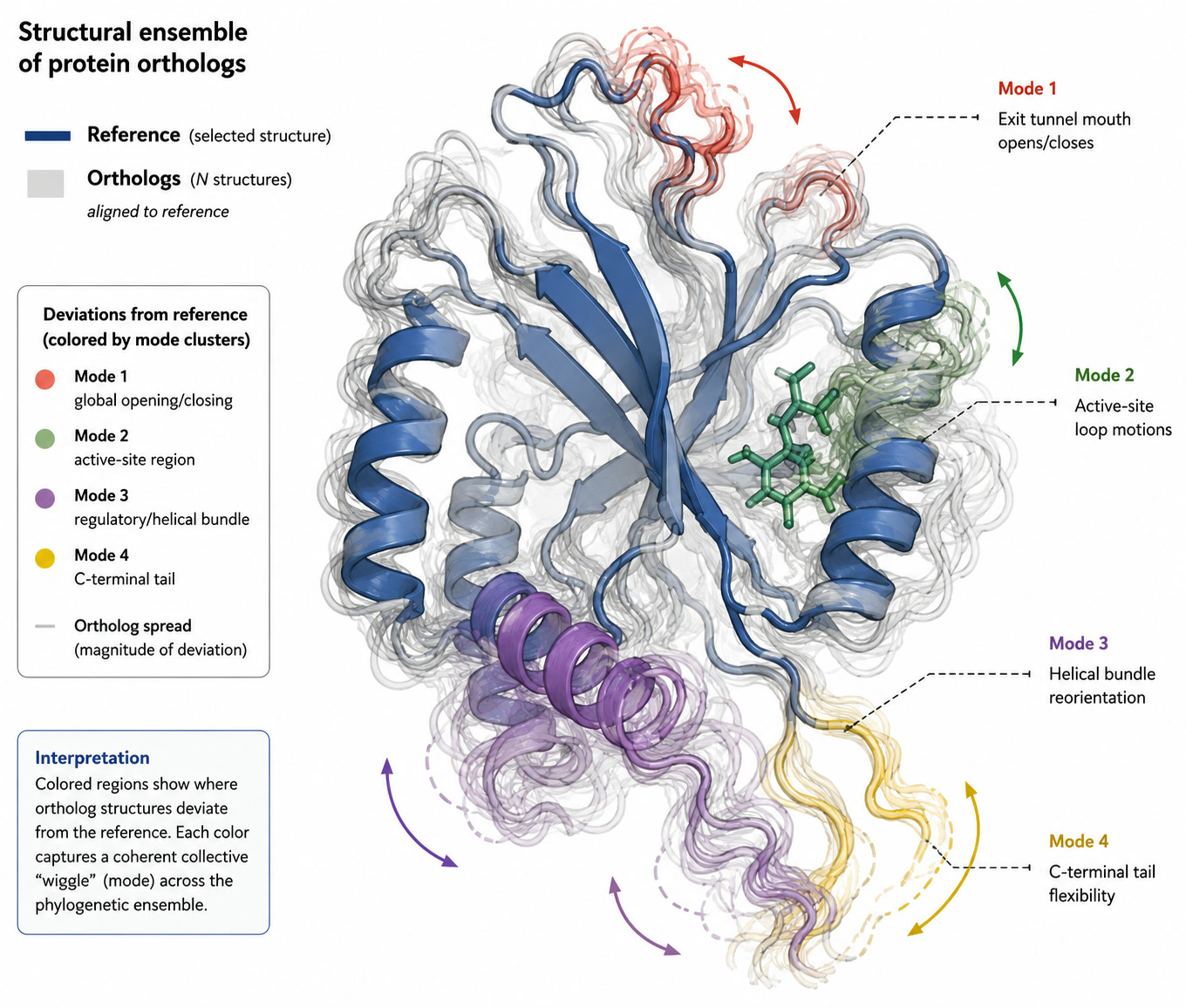 Annotated figure titled Structural ensemble of protein orthologs. A reference structure in blue is overlaid with gray ortholog structures. Four regions of deviation are colored: red for global opening and closing, green for the active-site loop, purple for the helical bundle, yellow for the C-terminal tail. Each is labeled as a mode.