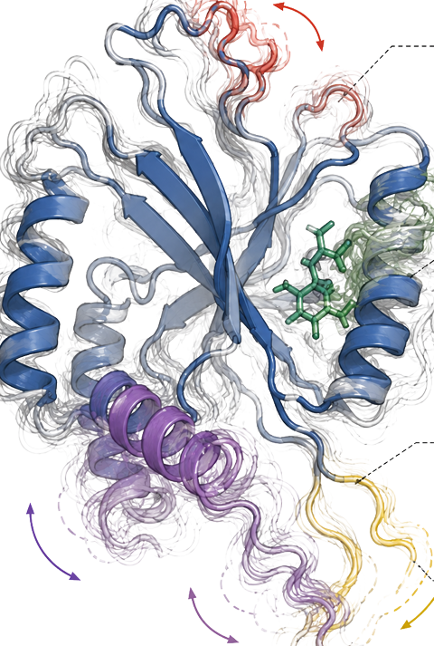 A reference protein structure in blue, overlaid with the translucent structures of thousands of its orthologs. Four regions where they deviate are colored red, green, purple, and yellow, one per mode.